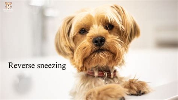 Whats reverse sneezing in dogs?