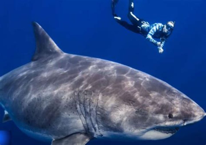 Whats the biggest white shark ever recorded?