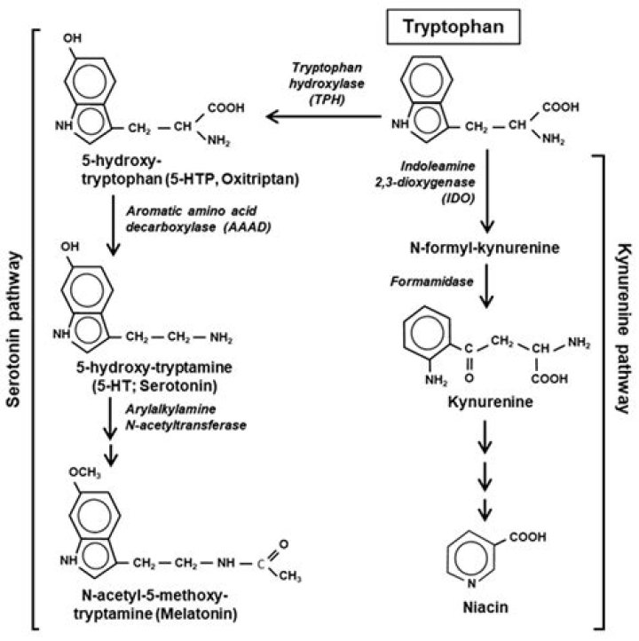 Whats the mass of tryptophan?