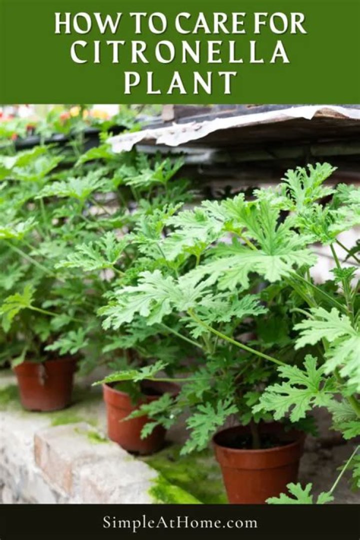When are citronella plants in season?