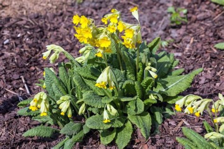 When are cowslips out?