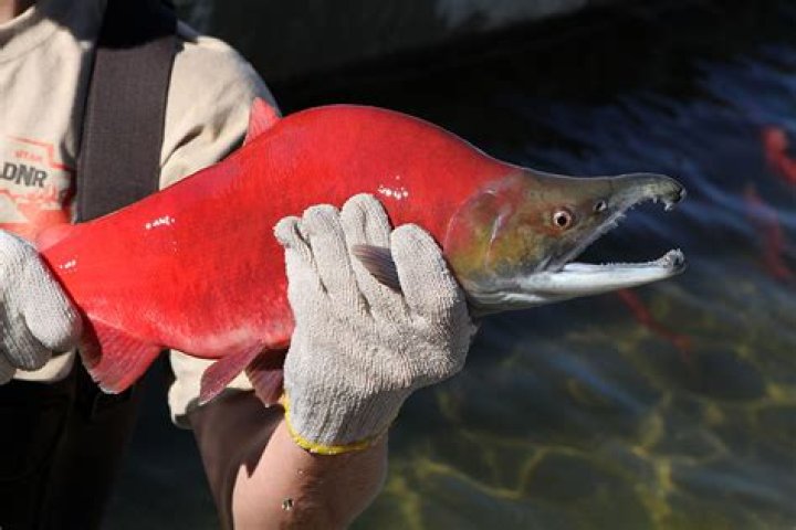 When are kokanee salmon red?