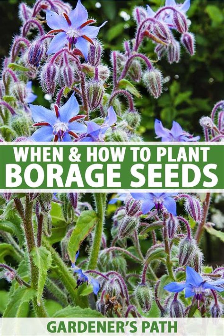 When can i plant borage?