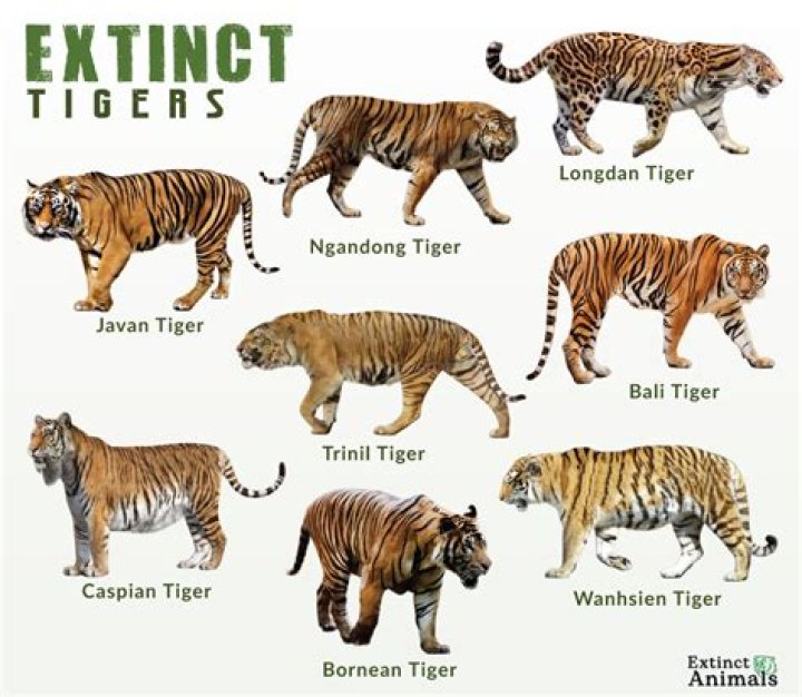 When did tigers go extinct?