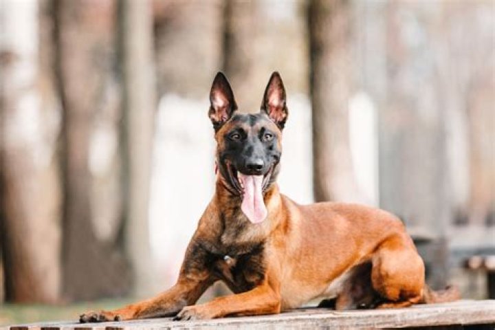 When do belgian malinois shed?