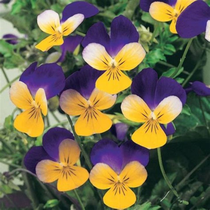 When do heartsease flower?
