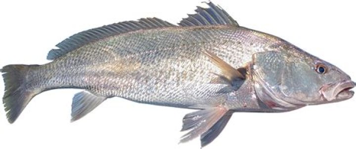 When do mulloway breed?