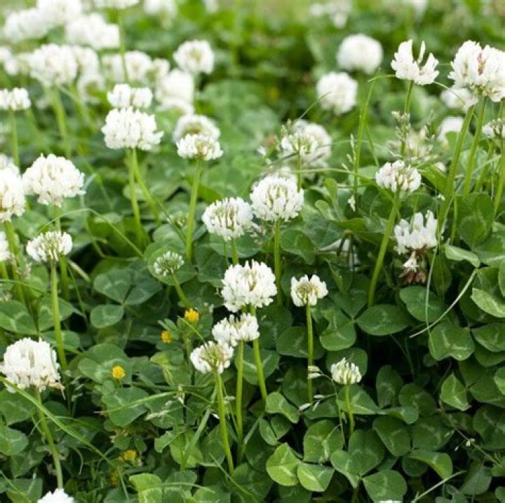When does ladino clover go to seed?