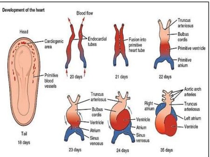 When does the circulatory system develop in a fetus?