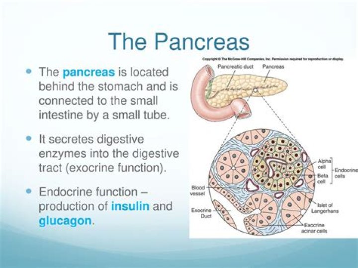 When does the stomach secrete?