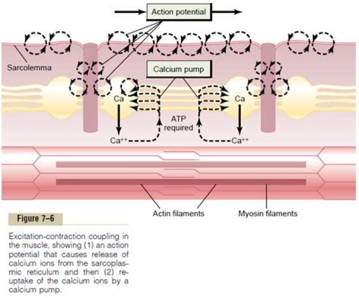 When the concentration of calcium in the sarcoplasm is low which occurs?