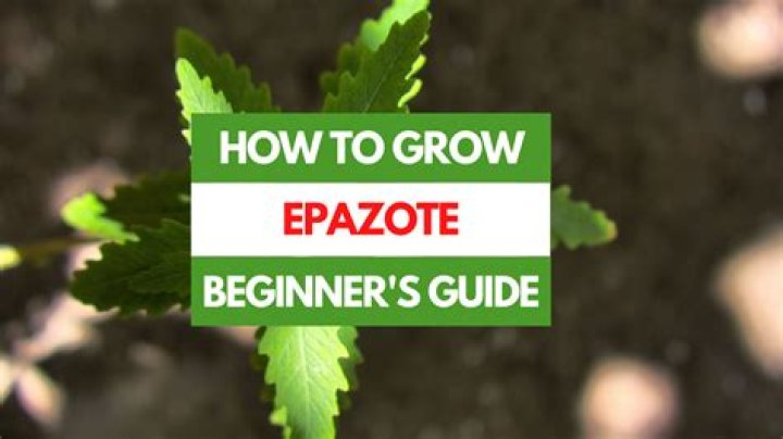 When to plant epazote?