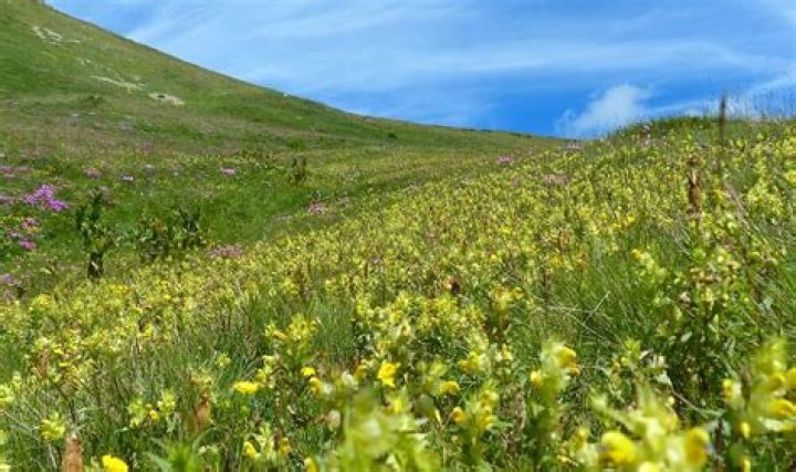 When to sow yellow rattle?