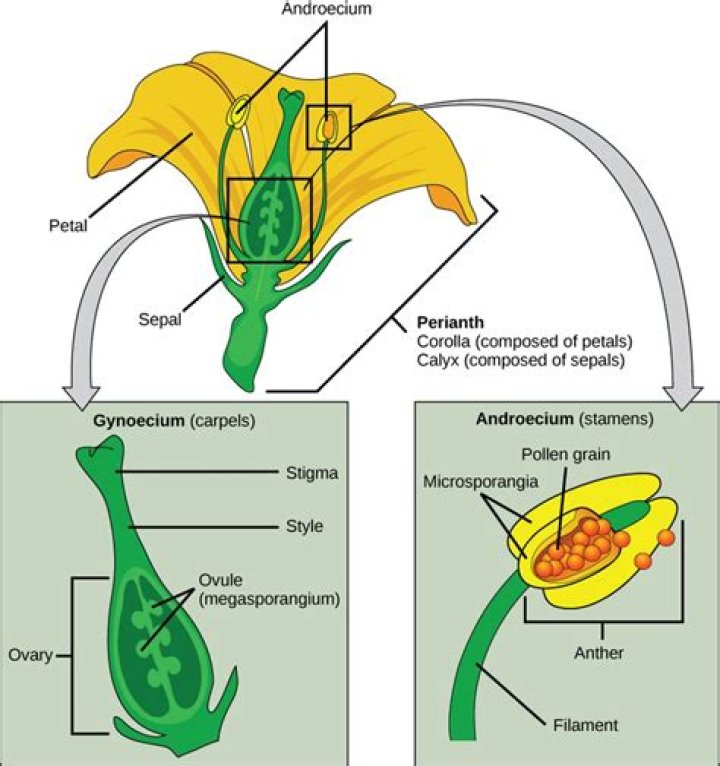 Where angiosperm seeds are often found?