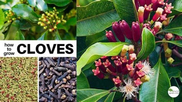 Where are cloves grown?
