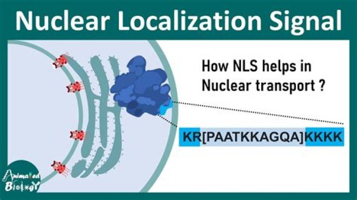 Where are nuclear localization signal located?