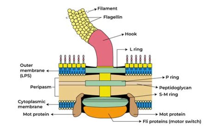 Where did the word flagellate come from?