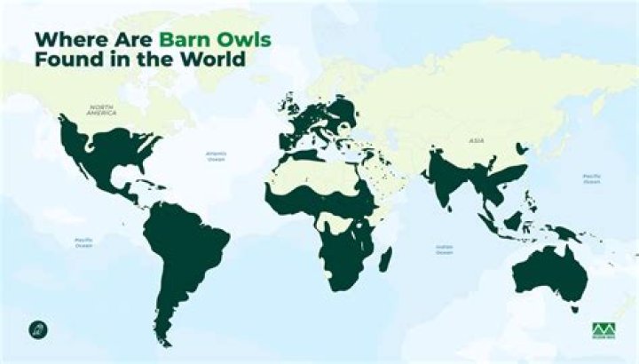 Where do barred owl live?