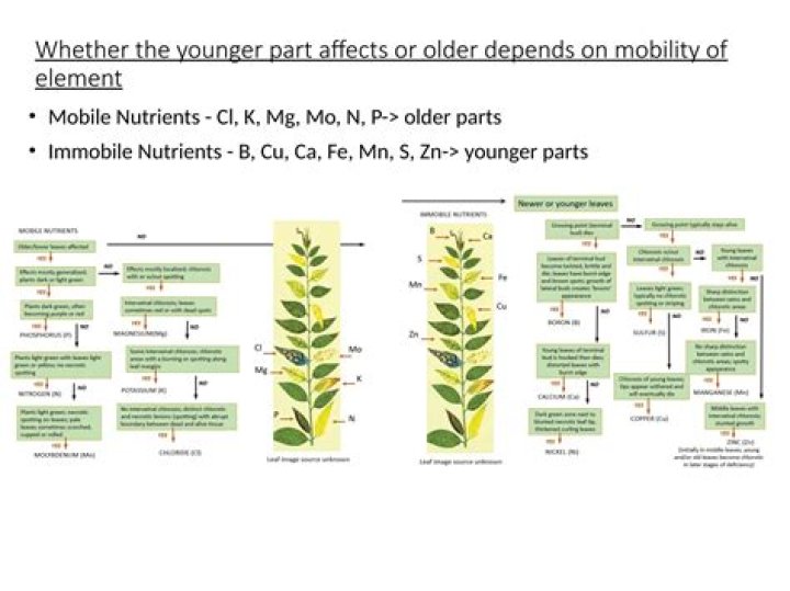 Where do deficiencies of mobile nutrients occur?