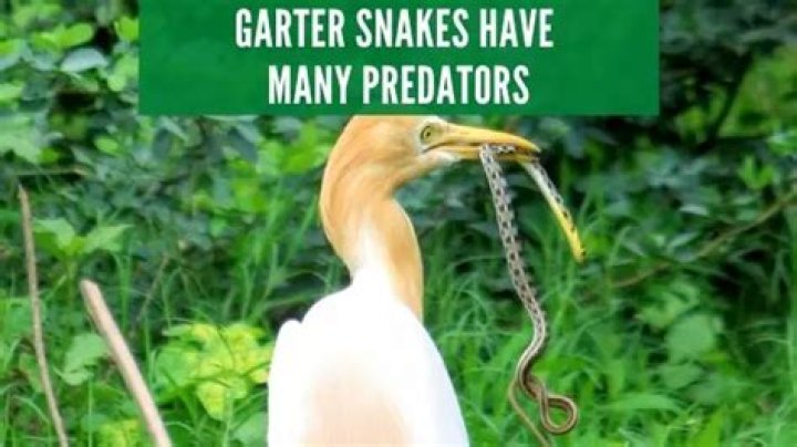 Where do garter snakes hide?