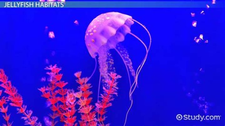 Where do jellyfish live habitat?