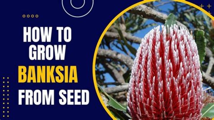 Where does banksia grow?