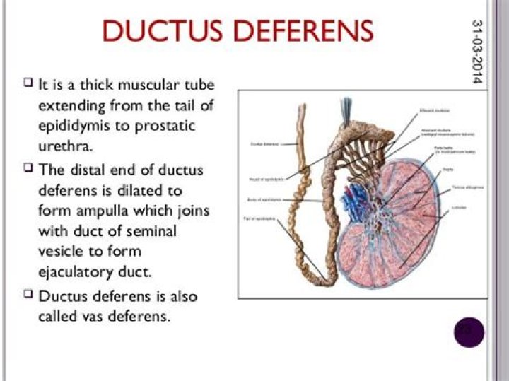 Where does ductus deferens come from?