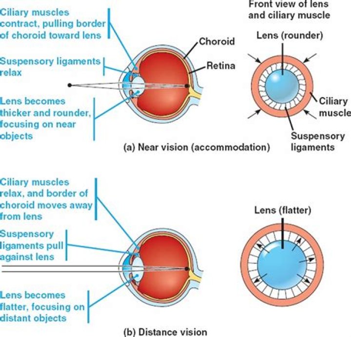 Where does mydriasis occur?