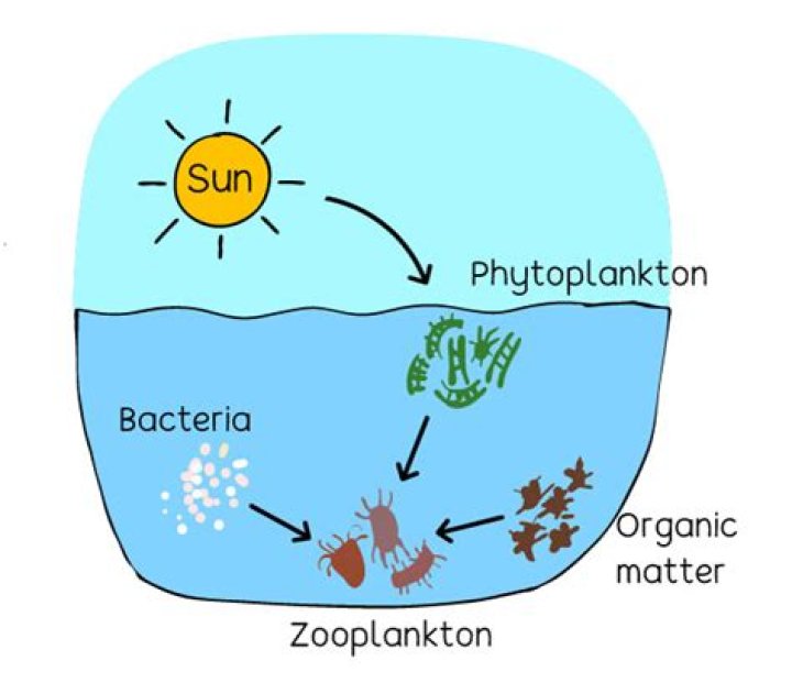 Where does phytoplankton come from?