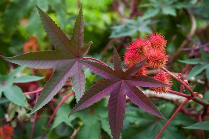 Where does ricinus grow?