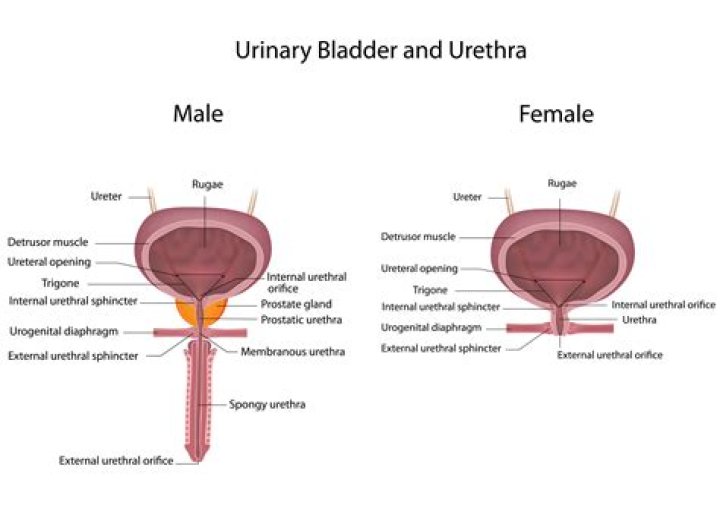 Where does urethra located?