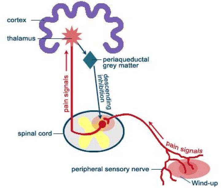 Where in the pain pathway does windup occur?