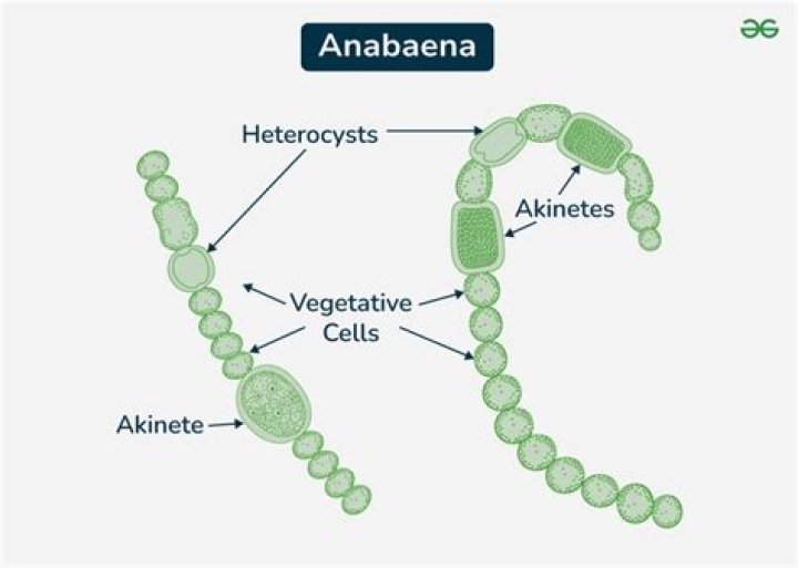 Where is anabaena found?