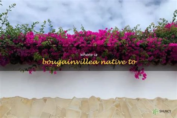 Where is bougainvillea native to?