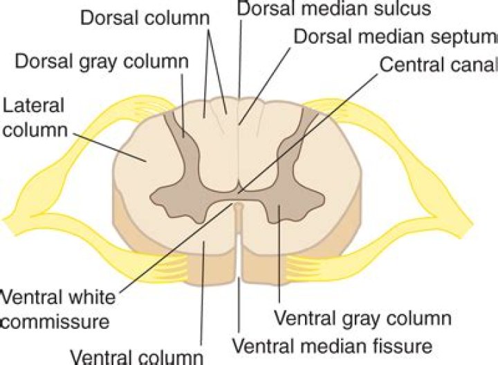 Where is dorsal median sulcus?