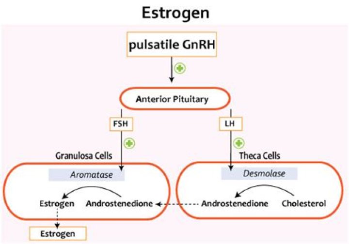 Where is progesterone created?