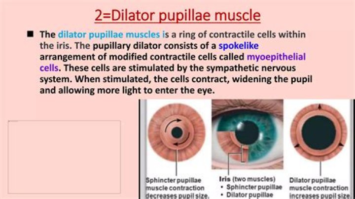 Where is the dilator pupillae?