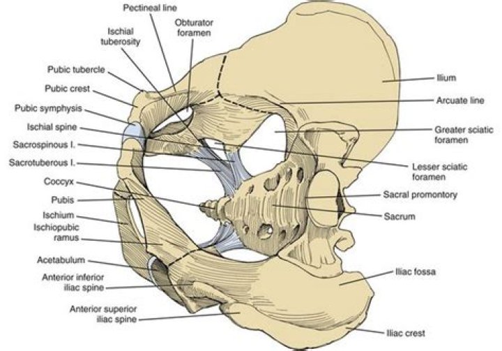 Where is the pecten found?