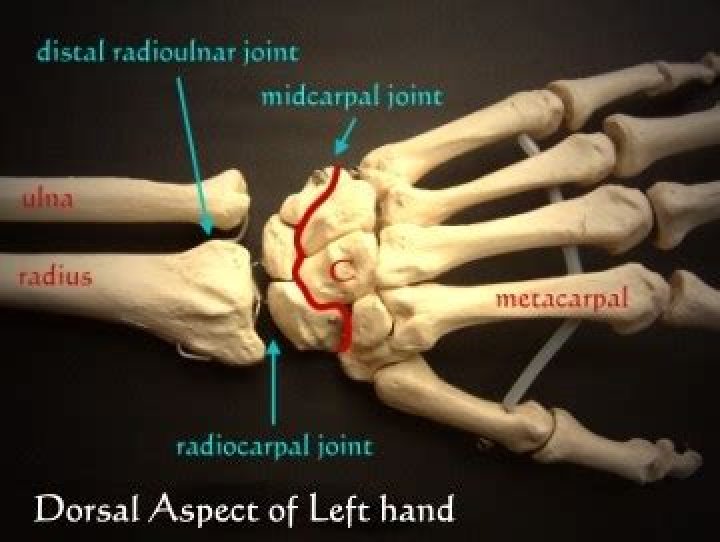 Where is the radiocarpal joint located?