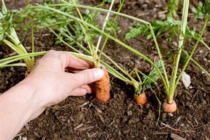 Where to plant iceroot carrots?