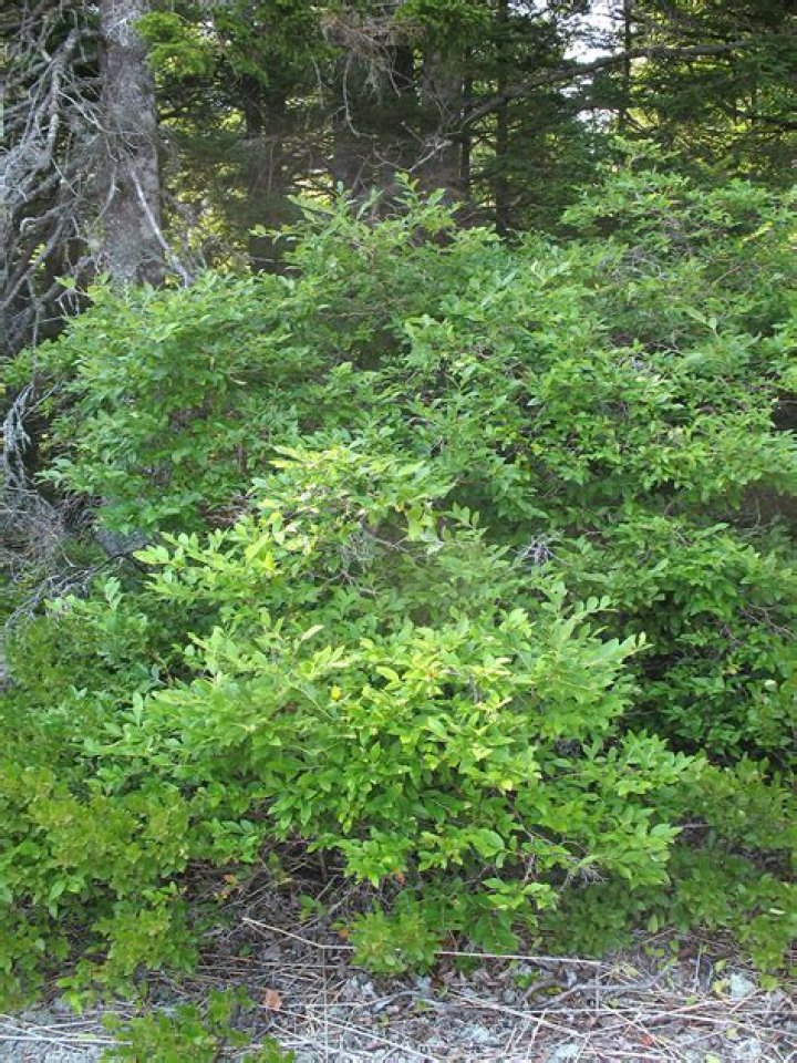 Where to plant vaccinium corymbosum?
