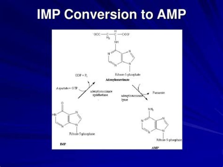Which analogue inhibits the conversion of imp to amp?