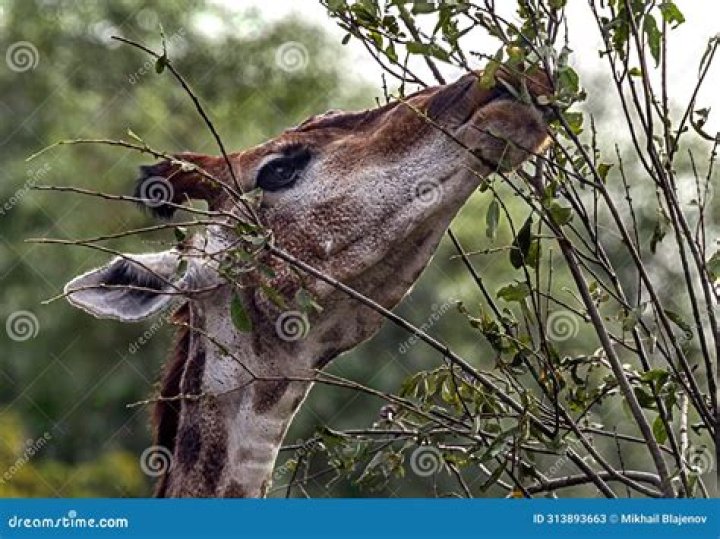 Which animal eats twigs?