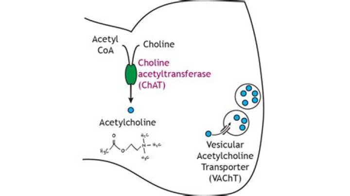 Which conformation of acetylcholine is most active?