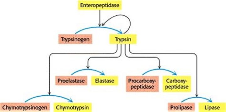 Which enzyme activates trypsinogen?