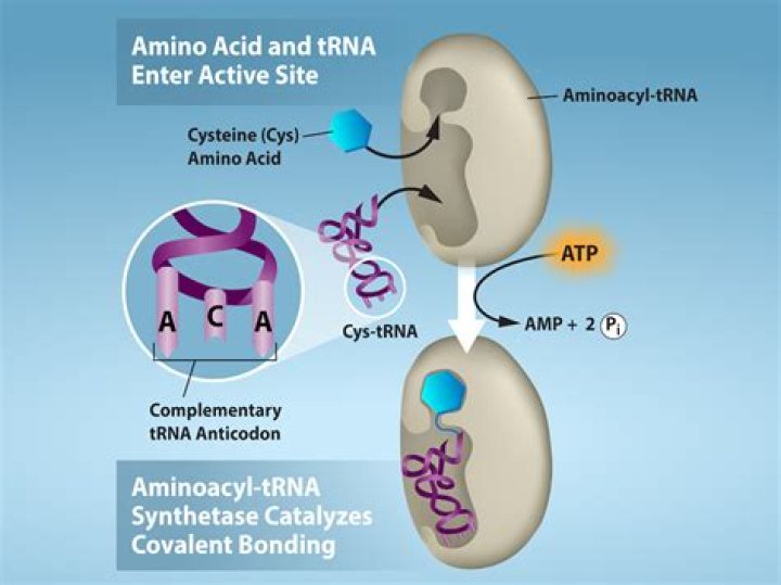 Which is the amino acid binding site on trna?