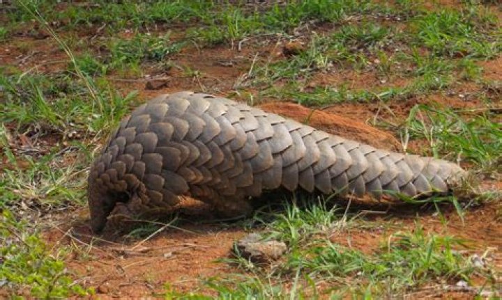 Which pangolin is most endangered?