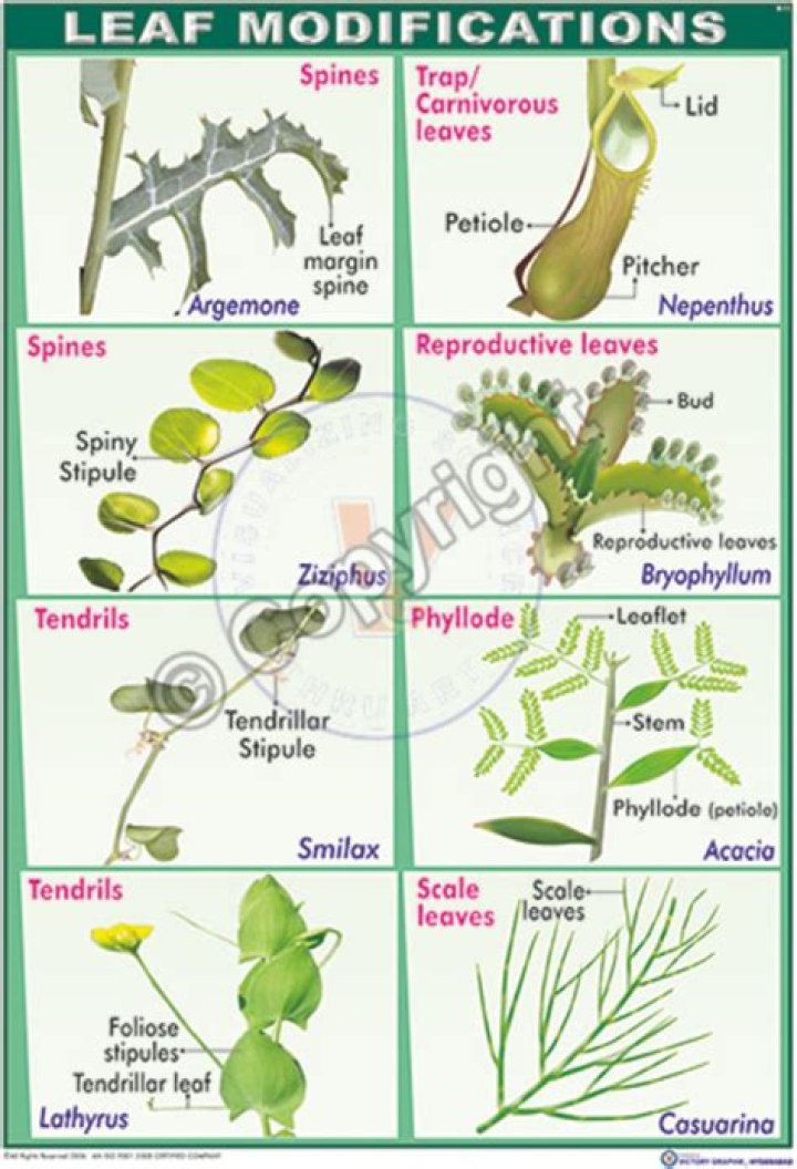 Which part of leaf is modified in pitcher plant?