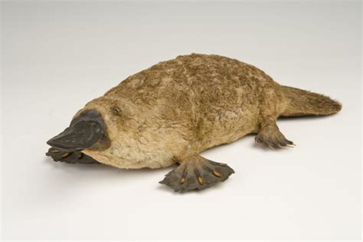 Which platypus has poison claws?