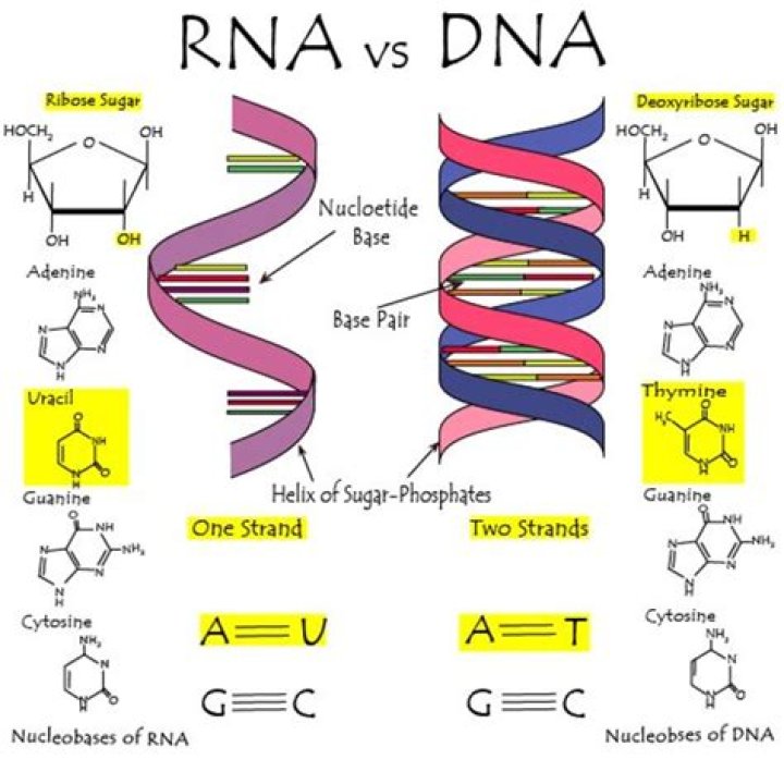Which rna base bonds with adenine?